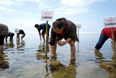 Berbagi Hepi dengan Donasi Poin : Aksi Nyata Tanam 3.000 Bibit Lamun dan Bangun Rumah Kultivasi