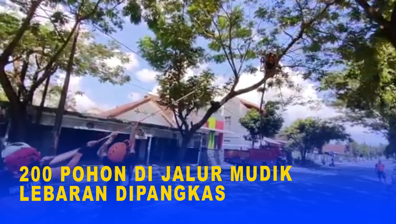 200 POHON DI JALUR MUDIK LEBARAN DIPANGKAS