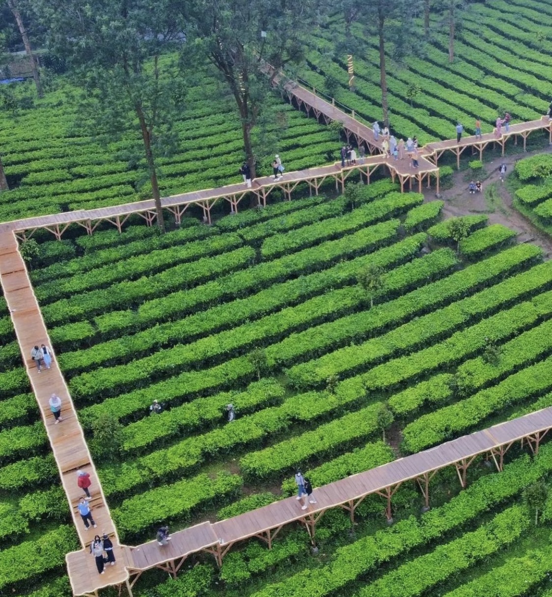 7 Destinasi Wisata Hits di Puncak Bogor yang Wajib Kamu Kunjungi