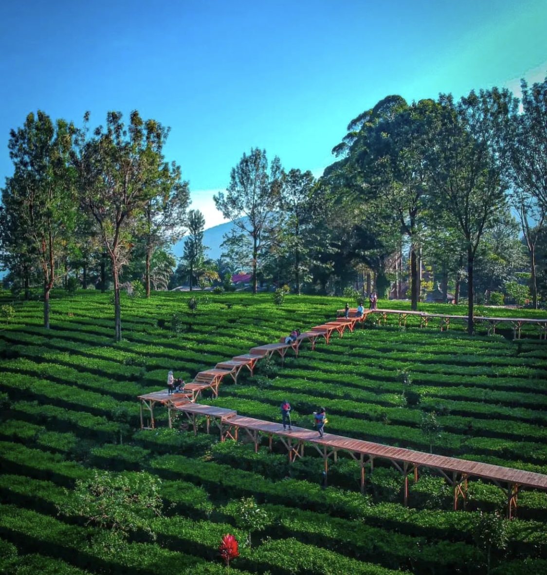 Wisata Kebun Teh Bogor, Indah dan Instagramable