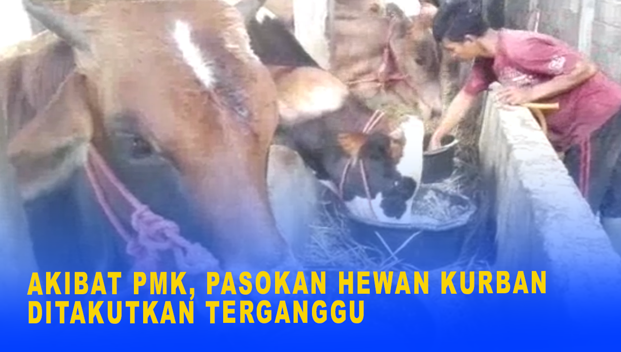 AKIBAT PMK, PASOKAN HEWAN KURBAN DITAKUTKAN TERGANGGU