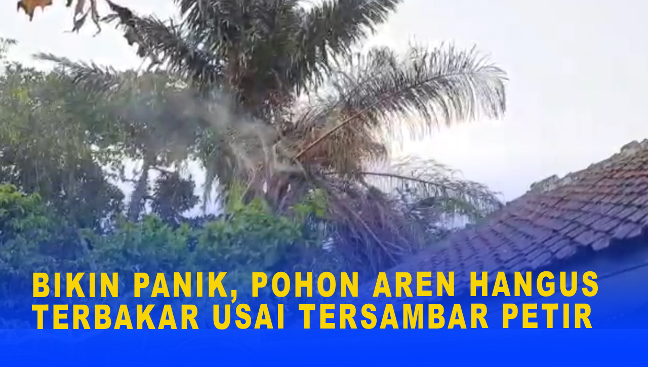 BIKIN PANIK, POHON AREN HANGUS TERBAKAR USAI TERSAMBAR PETIR