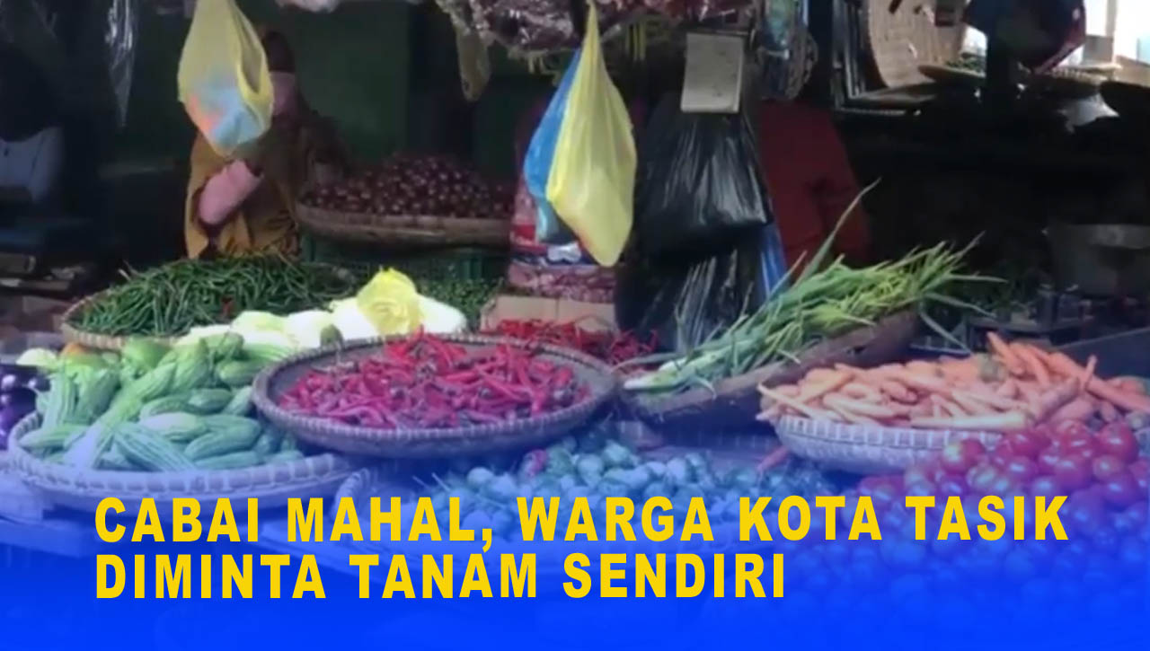 CABAI MAHAL, WARGA KOTA TASIKMALAYA DIMINTA TANAM SENDIRI