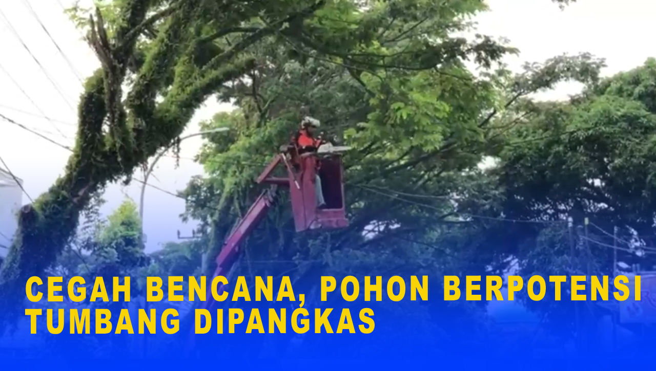 CEGAH BENCANA, POHON BERPOTENSI TUMBANG DIPANGKAS