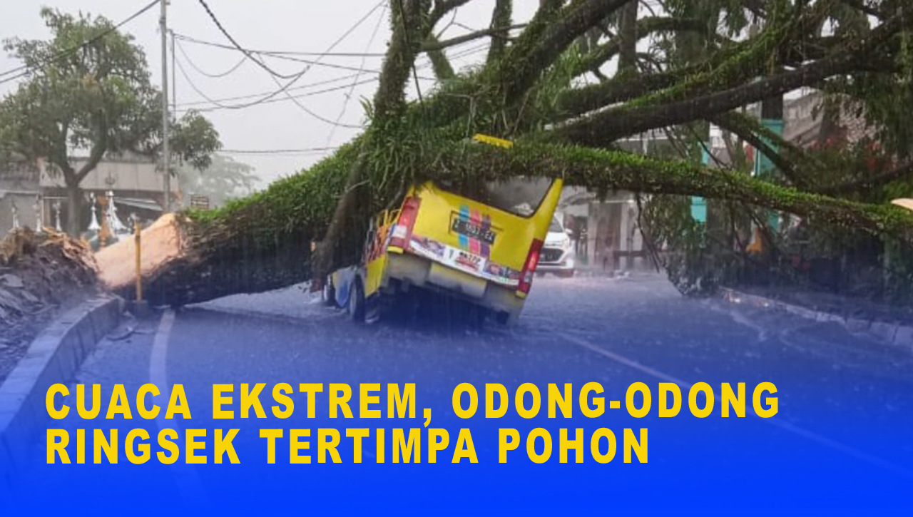 CUACA EKSTREM, ODONG-ODONG RINGSEK TERTIMPA POHON