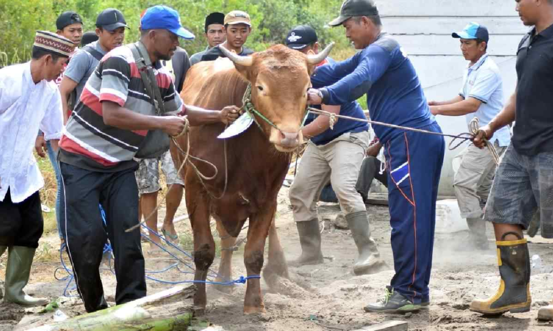 Penuhi Syarat Berikut Sebelum Kamu Melaksanakan Qurban