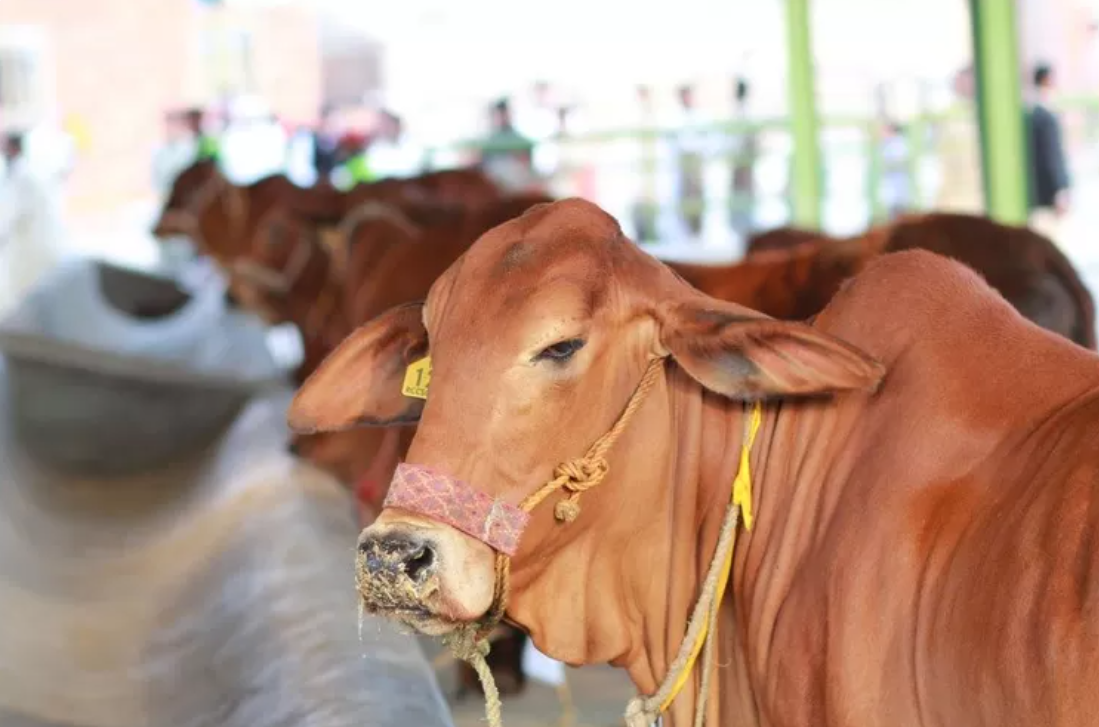 Ternyata, Inilah Golongan Yang Berhak Menerima Daging Kurban