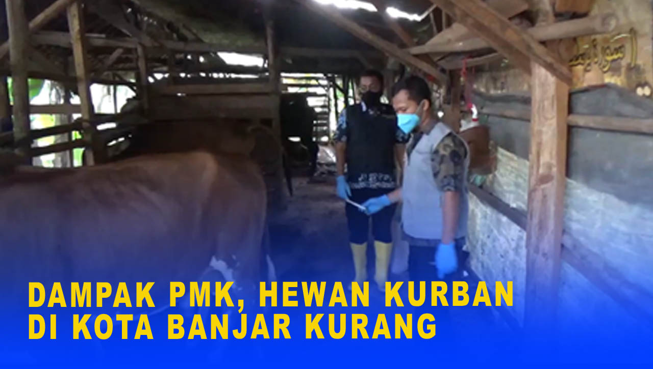 DAMPAK PMK, HEWAN KURBAN DI KOTA BANJAR KURANG