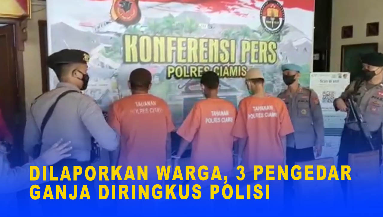 DILAPORKAN WARGA, 3 PENGEDAR GANJA DIRINGKUS POLISI