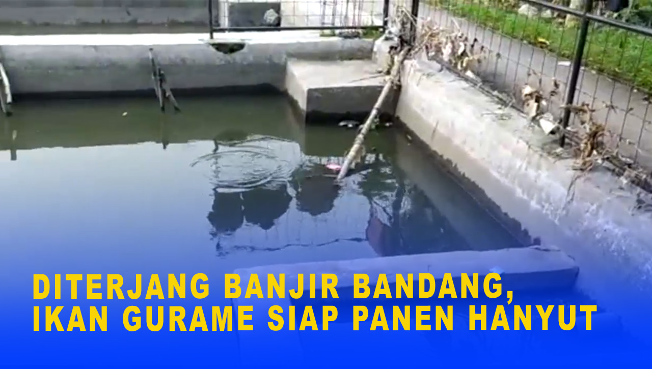 DITERJANG BANJIR BANDANG, IKAN GURAME SIAP PANEN HANYUT