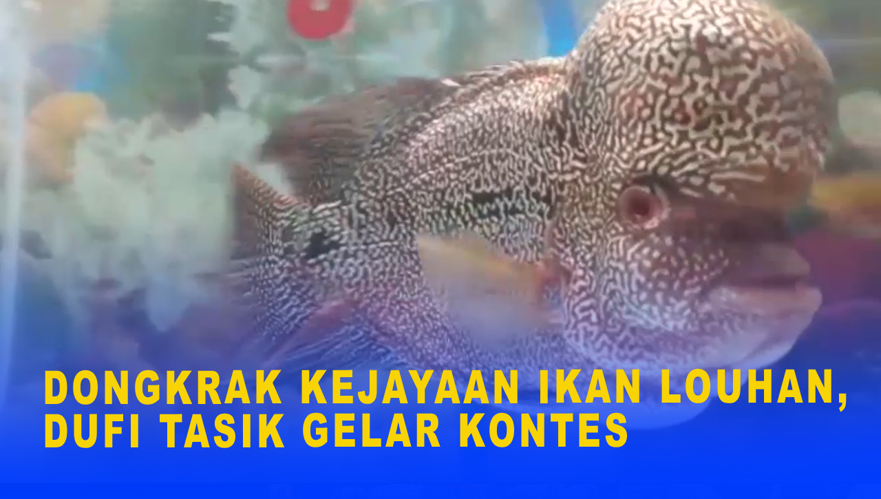 DONGKRAK KEJAYAAN IKAN LOUHAN, DUFI TASIK GELAR KONTES