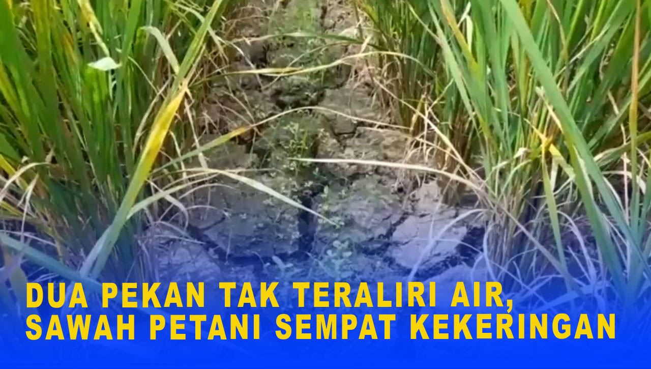 DUA PEKAN TAK TERALIRI AIR, SAWAH PETANI SEMPAT KEKERINGAN