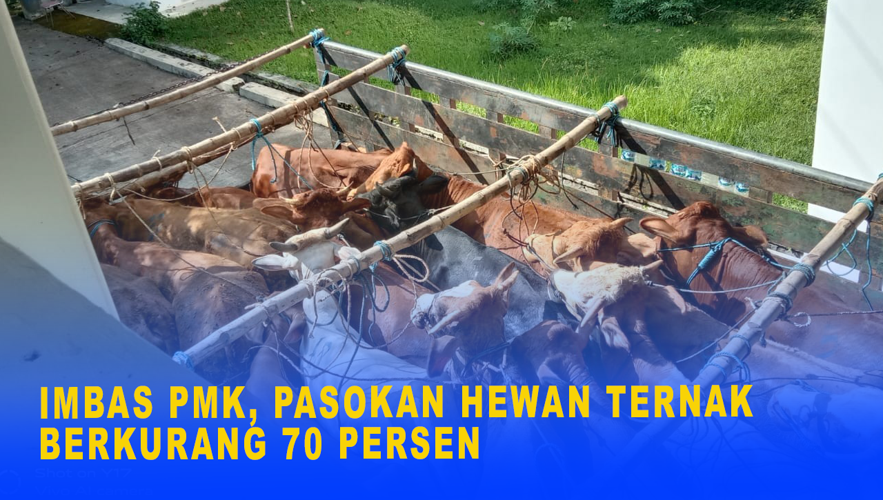 IMBAS PMK, PASOKAN HEWAN TERNAK BERKURANG 70 PERSEN