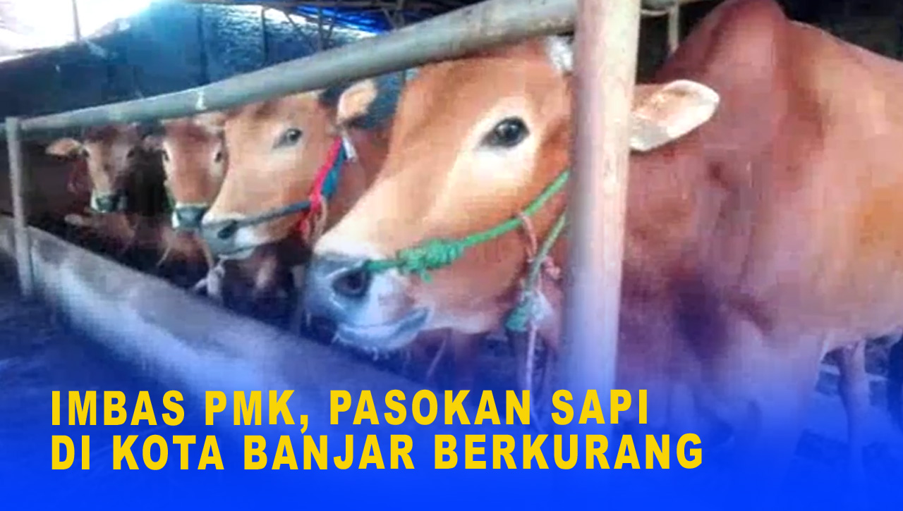 IMBAS PMK, PASOKAN SAPI DI KOTA BANJAR BERKURANG