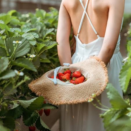 Buat Kamu Suka Metik Buah, Yuk Cobain Metik Strawberry Ciwidey