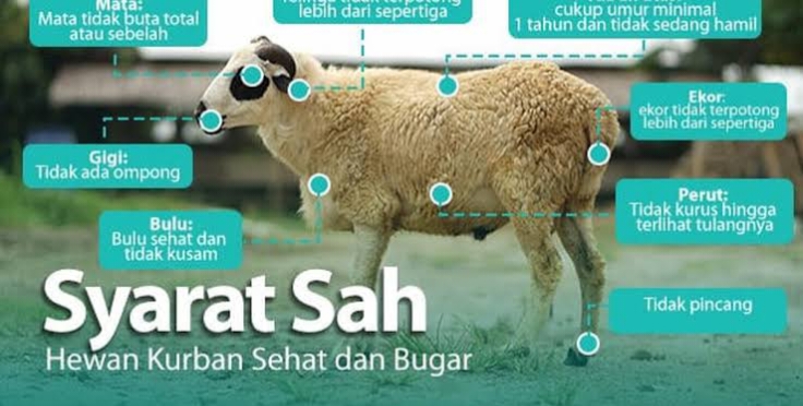 Memahami Syarat Sah Kurban Dalam Islam Untuk Mau Kurban Wajib Baca Ini…!!!