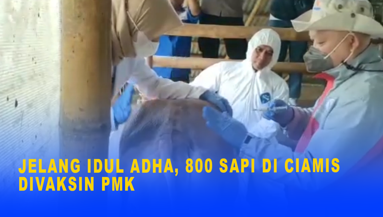 JELANG IDUL ADHA, 800 SAPI DI CIAMIS DIVAKSIN PMK