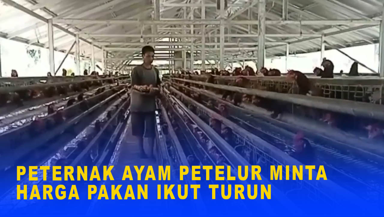 PETERNAK AYAM PETELUR MINTA HARGA PAKAN IKUT TURUN