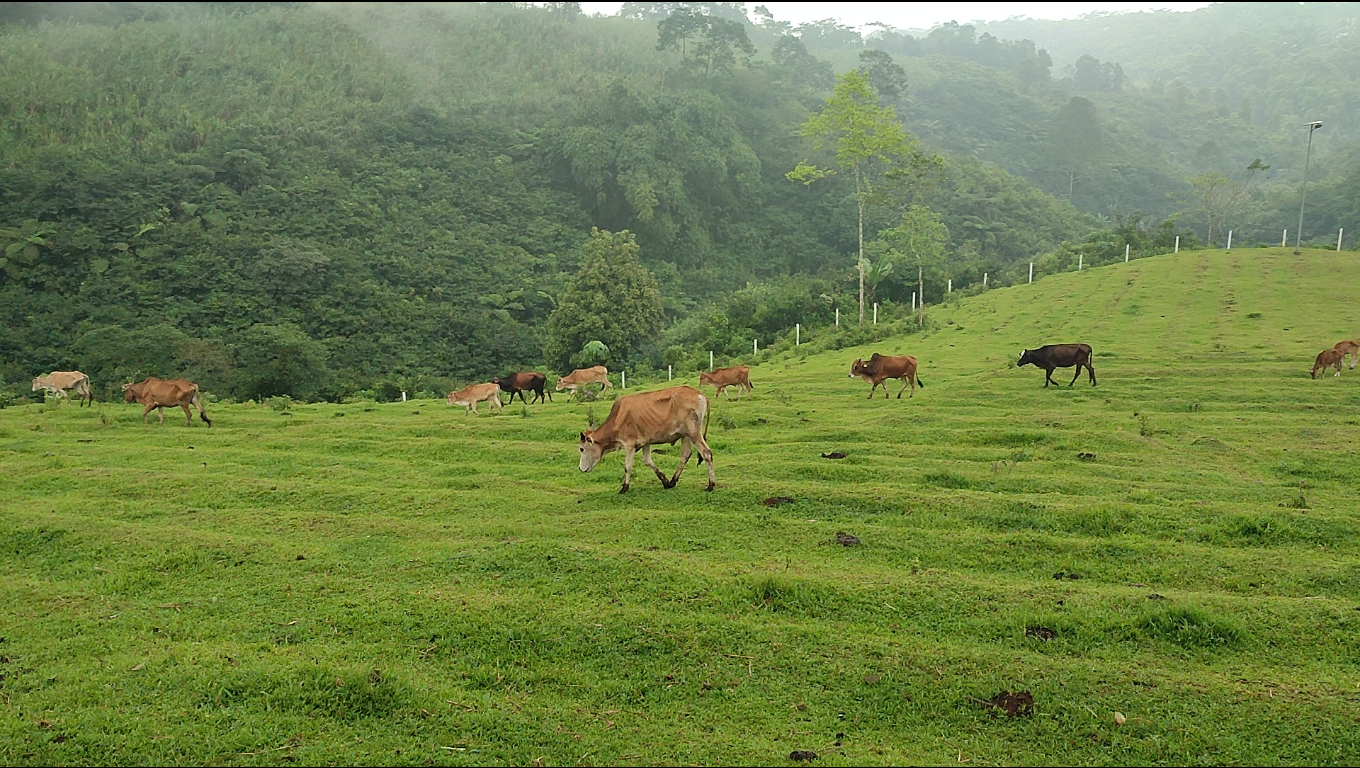 Mini Ranch Sukamantri Ciamis, Wisata Edukasi Rasa Luar Negeri