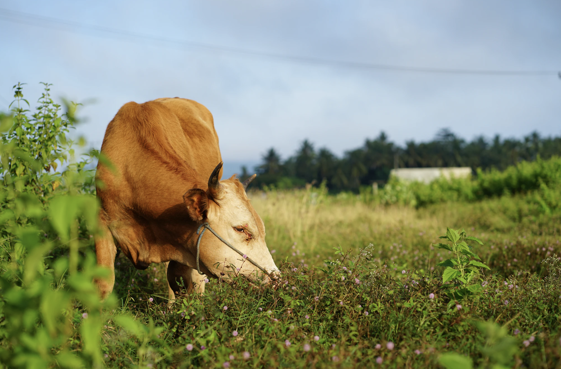 Jangan Asal-Asalan, Ini Syarat Sapi Qurban yang Layak