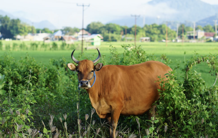 Ayo Siap-Siap! Idul Adha Kian Mendekat, Ini Perkiraan Harga Sapi Qurban