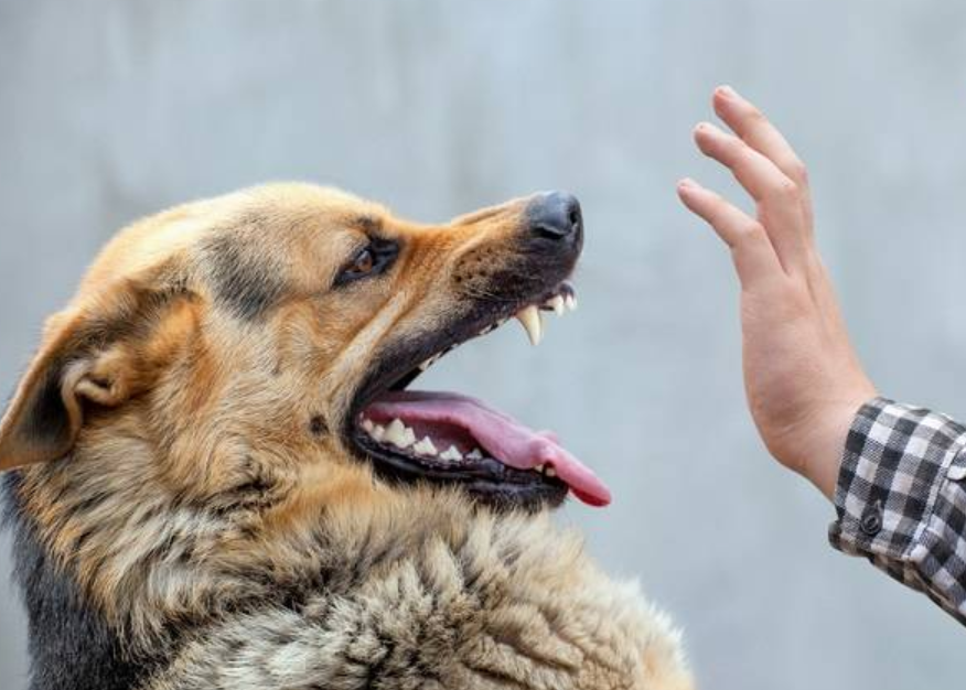 Ciri Anjing Terkena Rabies, Waspada Dengan Rabies!