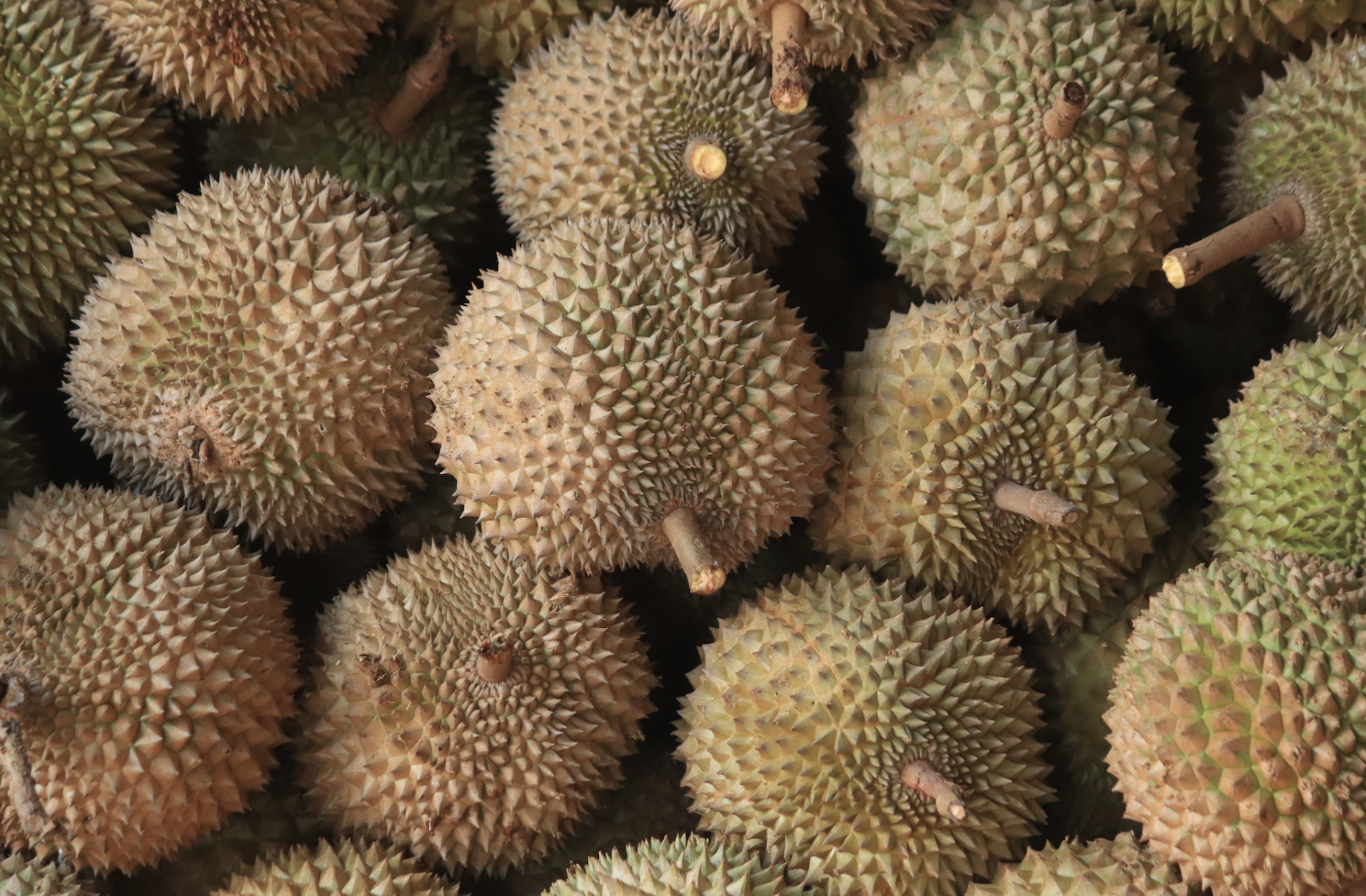 Nyari Ide Usaha? Ini Ide Cuan dari Bisnis Durian