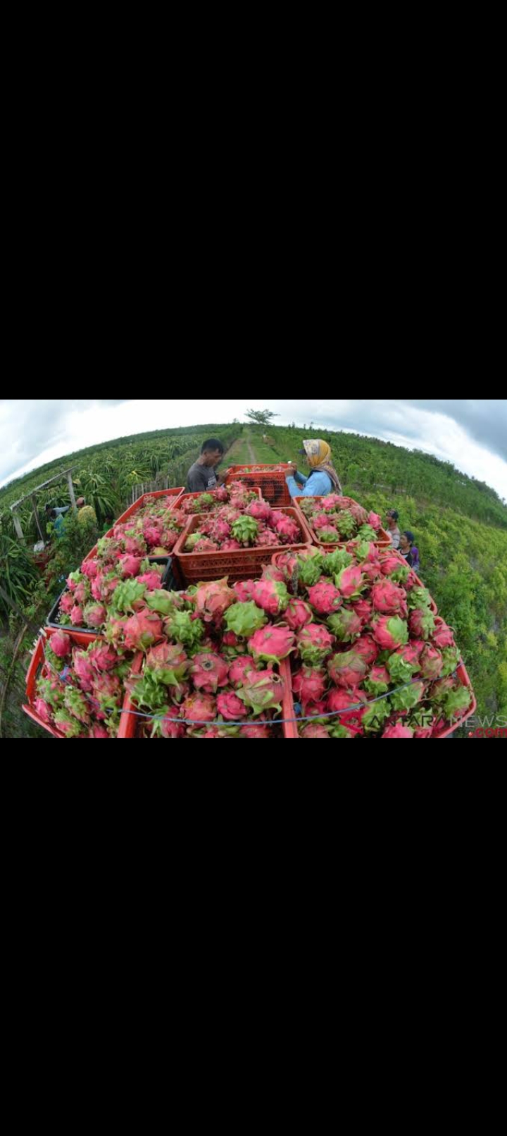 Bisnis Buah Naga Menjanjikan Keuntungannya Besar