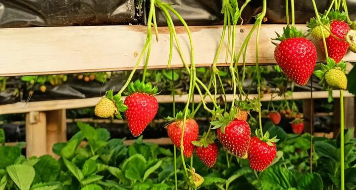 Petik Stroberi di Ciwidey: Sensasi Segar dari Kebun Langsung ke Mulut