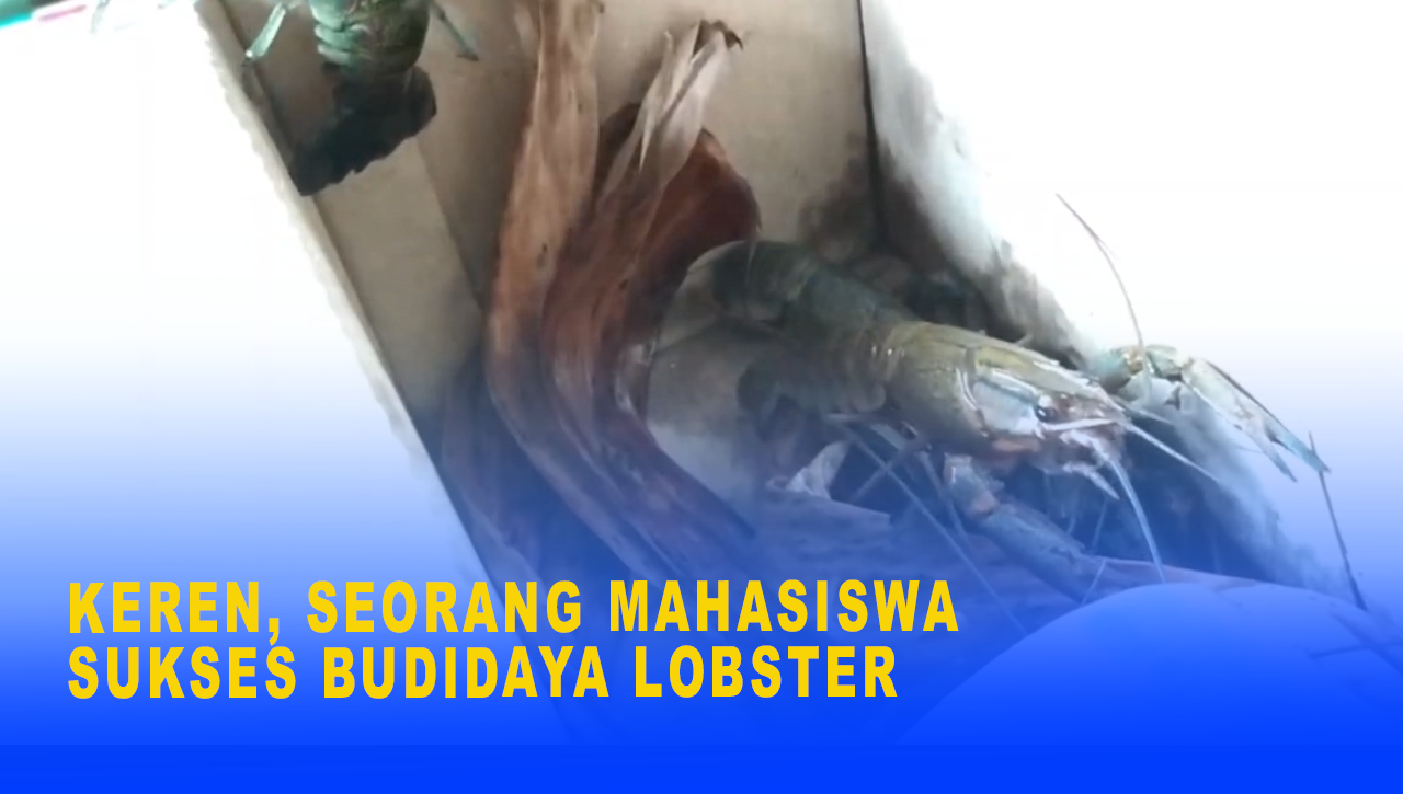 KEREN, SEORANG MAHASISWA SUKSES BUDIDAYA LOBSTER